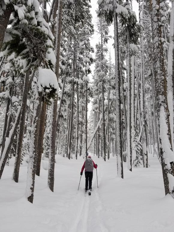 skier-3910197_1920.jpg skier-3910197_1920.jpg
